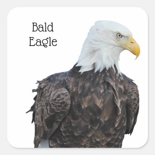 Bald Eagle Square Sticker (Front)
