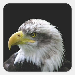 Bald Eagle Square Sticker