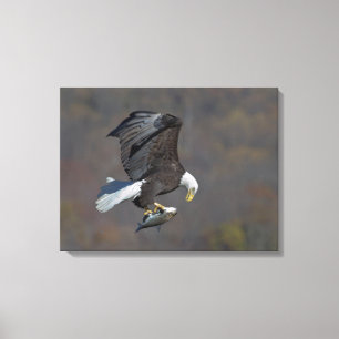 Bald Eagle staring at a fish Canvas Print