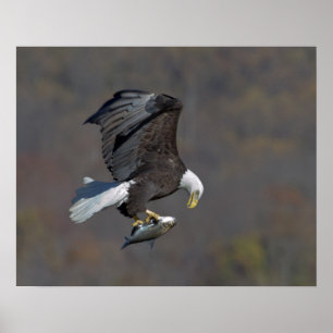 Bald Eagle staring at a fish Poster