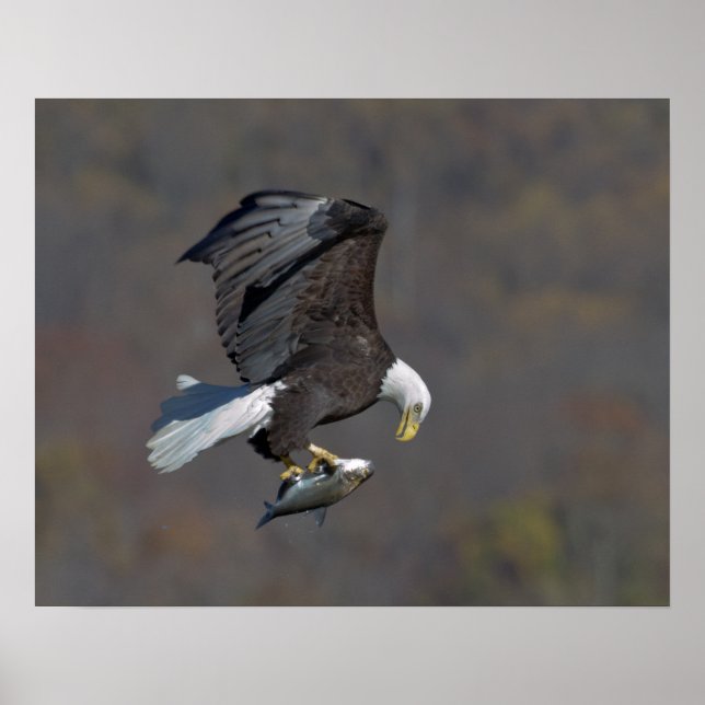 Bald Eagle staring at a fish Poster (Front)