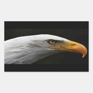 Bald Eagle stcn Sticker