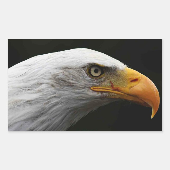 Bald Eagle stcna Sticker (Front)