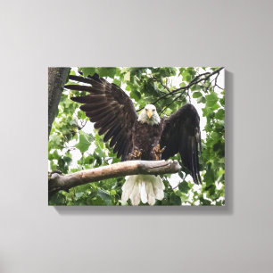 Bald Eagle Sticking the Landing Canvas Print