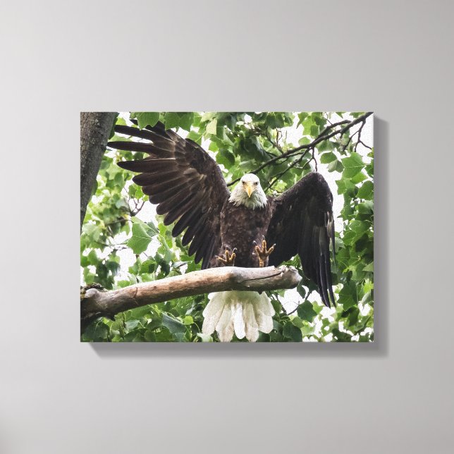 Bald Eagle Sticking the Landing Canvas Print (Front)