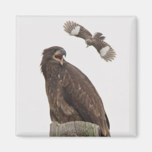 Bald Eagle (Stop body slamming me) Magnet