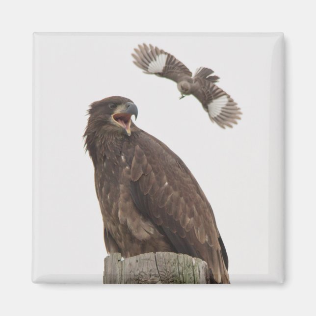 Bald Eagle (Stop body slamming me) Magnet (Front)