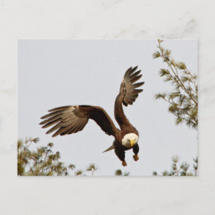 Bald Eagle take off Postcard
