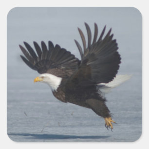 Bald Eagle Taking Flight in Snow Lower Klamath NWR Square Sticker