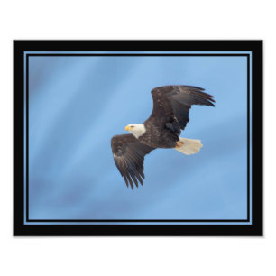 Bald Eagle taking flight Photo Print