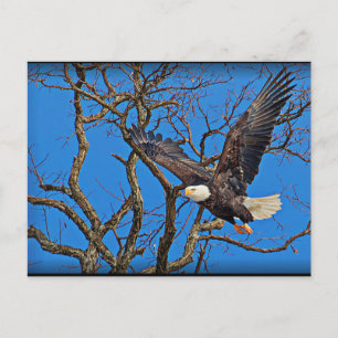 Bald Eagle taking flight Postcard