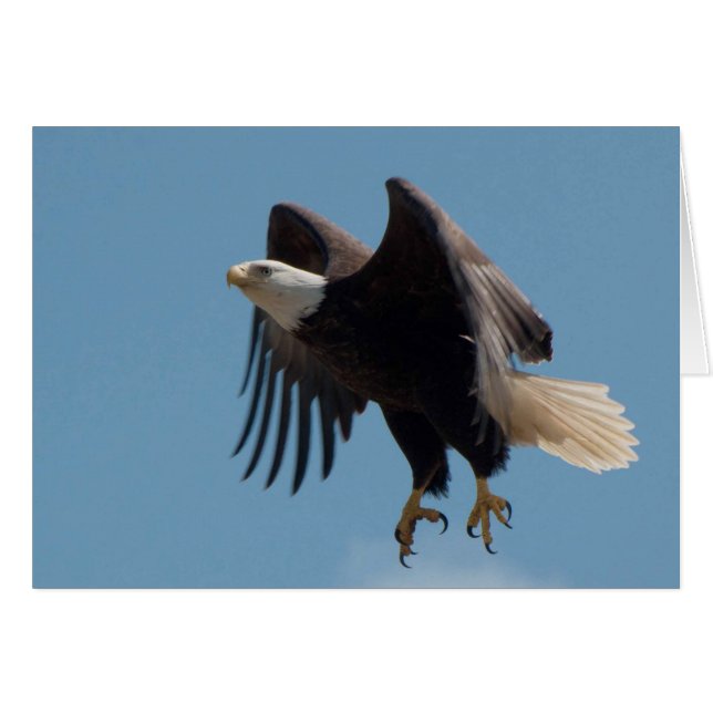 Bald Eagle Taking Flight with Claws Extended (Front Horizontal)
