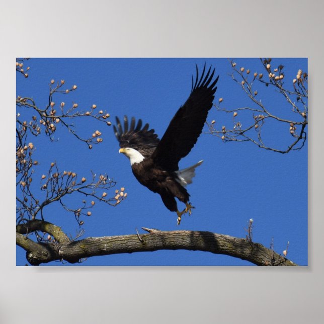 Bald Eagle Taking Off Poster (Front)