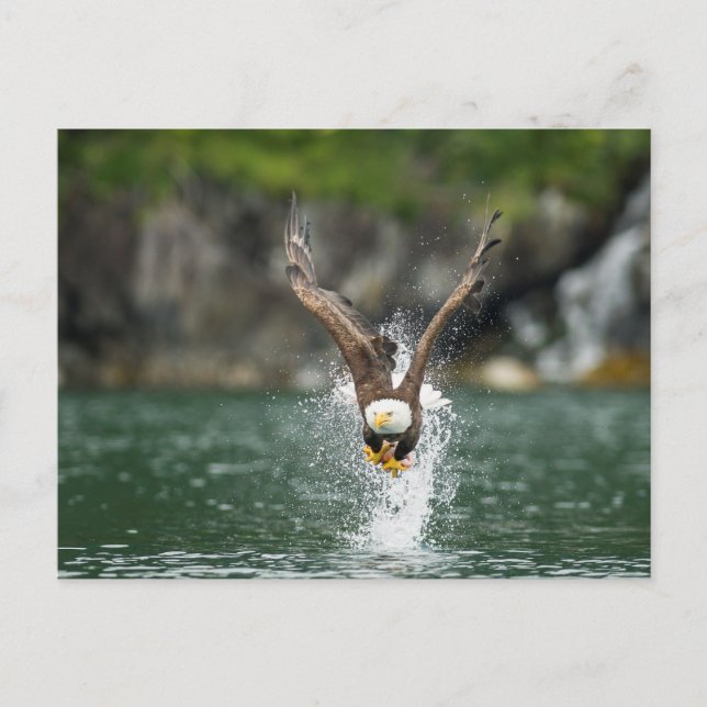 Bald Eagle The Big Catch Postcard (Front)