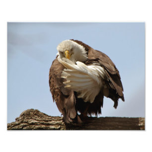 Bald Eagle (The bird giving the bird) Photo Print
