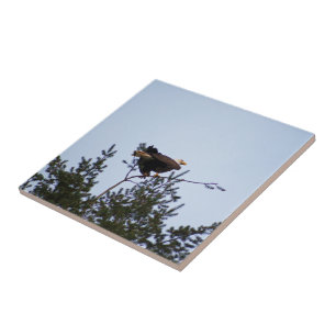 Bald Eagle Tile