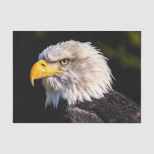 Bald Eagle Tissue Paper