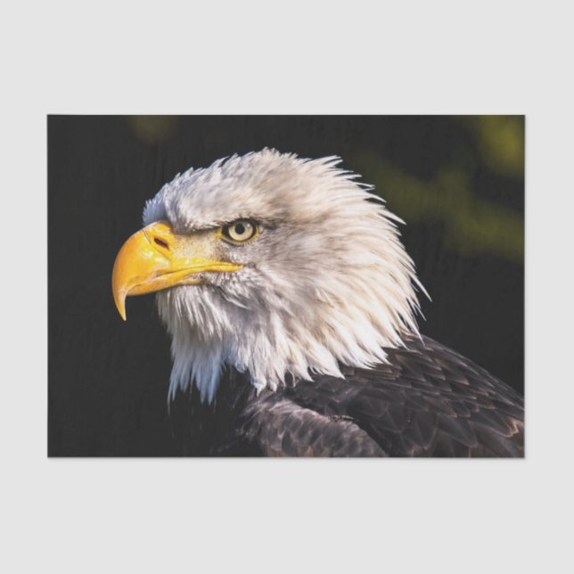 Bald Eagle Tissue Paper (Front)