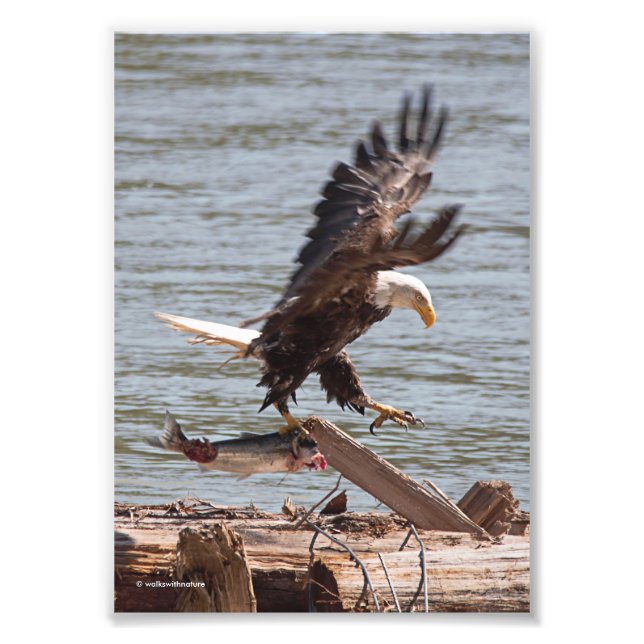 Bald Eagle Tries to Fly Off with Salmon Photo Print (Front)