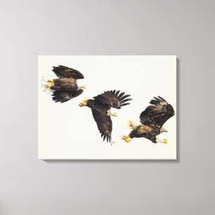 Bald Eagle Triple Flight Canvas Print