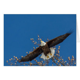 Bald Eagle Up