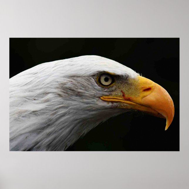 Bald Eagle wapcn Poster (Front)