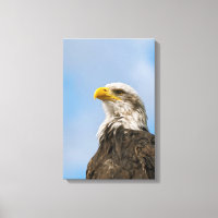 Bald Eagle Wildlife Portrait Art