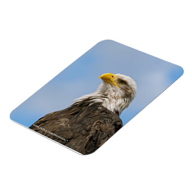 Bald Eagle Wildlife Portrait Art Magnet (Left Side)