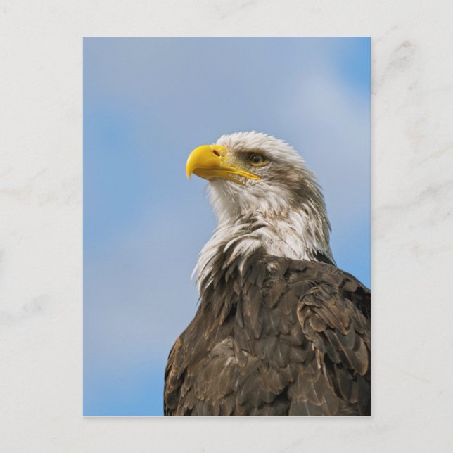 Bald Eagle Wildlife Portrait Art Postcard (Front)