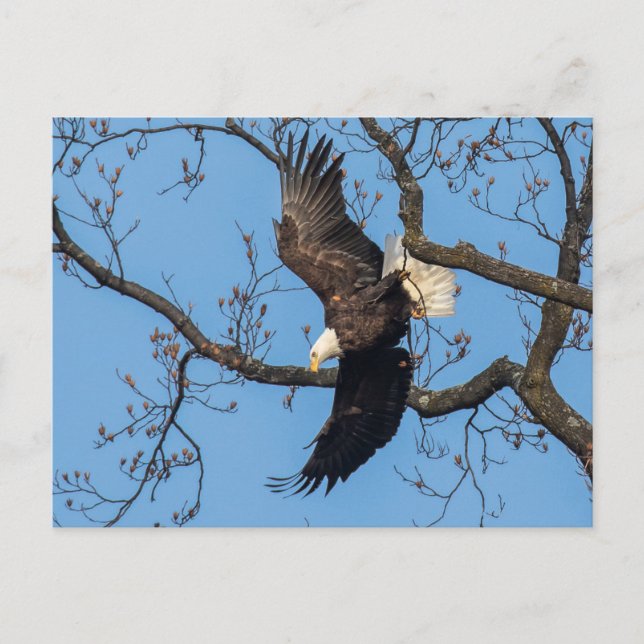 Bald Eagle Wing Drop Postcard (Front)