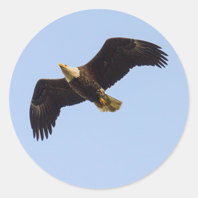Bald Eagle Wings Classic Round Sticker (Front)
