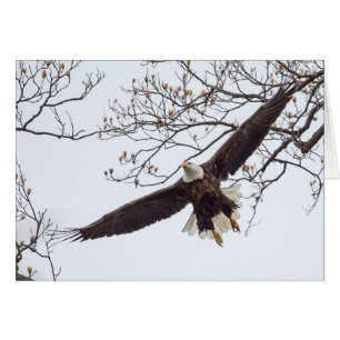 Bald Eagle Wingspread