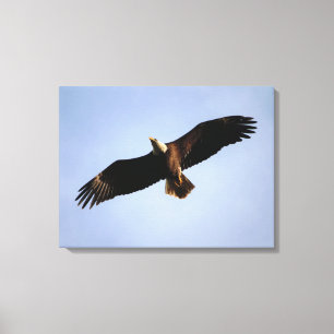 Bald Eagle Wingspread Canvas Print