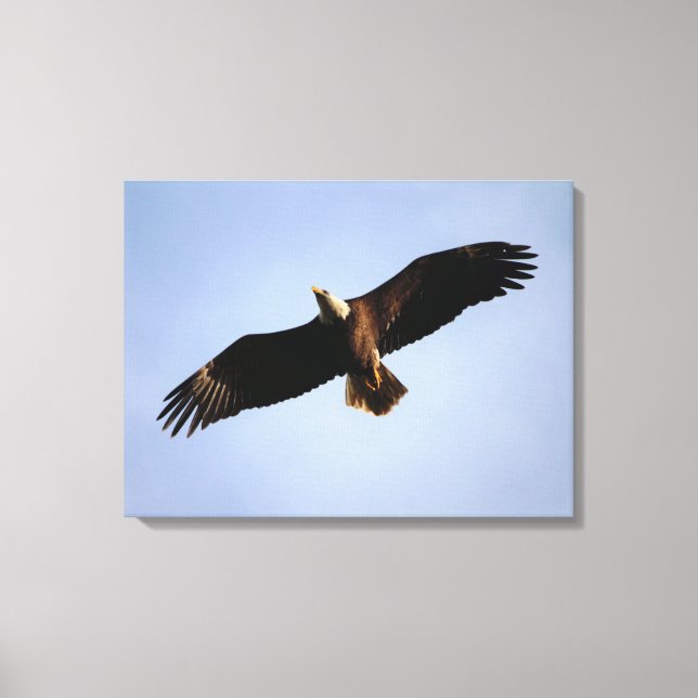 Bald Eagle Wingspread Canvas Print (Front)