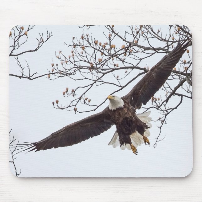 Bald Eagle Wingspread Mouse Pad (Front)