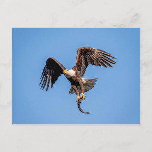 Bald Eagle with a fish Postcard