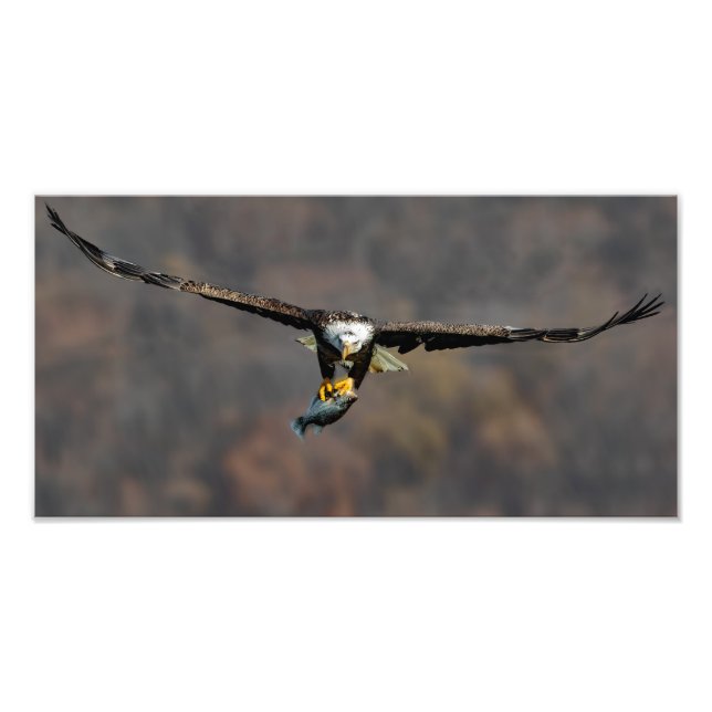 Bald Eagle With Fish Photo Print (Front)