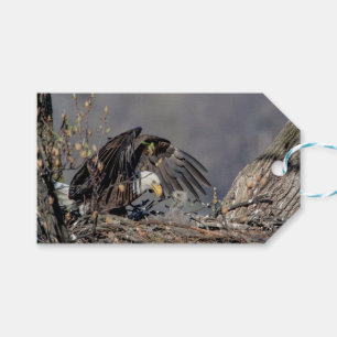 Bald Eagle with her baby Gift Tags