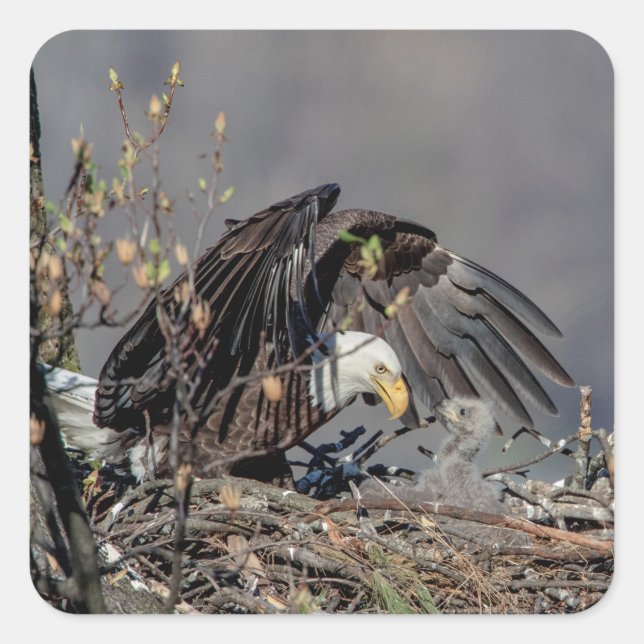 Bald Eagle with her baby Square Sticker (Front)