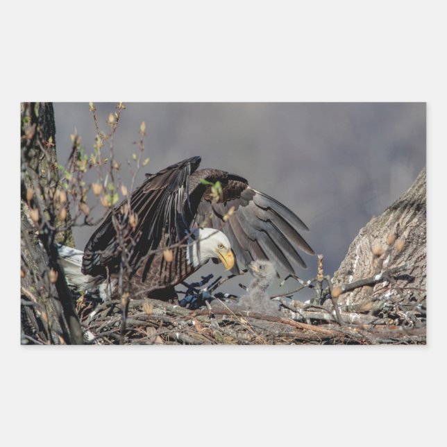 Bald Eagle with her baby Sticker (Front)