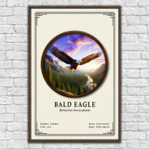 Bald Eagle Zoology Series