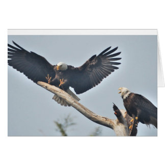 Bald Eagles