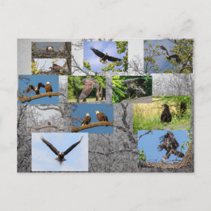 Bald Eagles, Bringing Up Junior Postcard