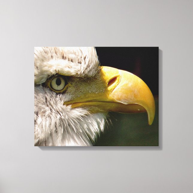 BALD EAGLES CANVAS PRINT (Front)