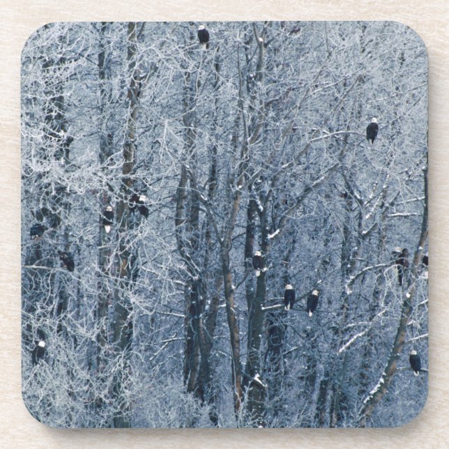 Bald Eagles Coaster (Front)