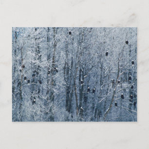 Bald Eagles (Haliaeetus leucocephalus) at the Postcard