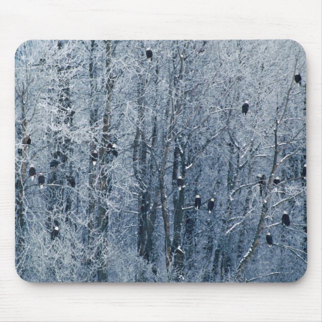Bald Eagles Mouse Pad (Front)