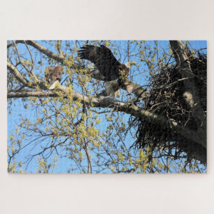 Bald Eagles Nesting Jigsaw Puzzle