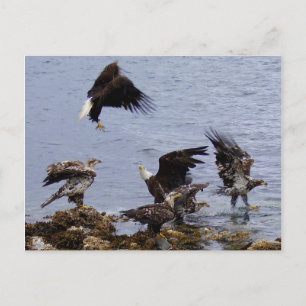 Bald Eagles on the Beach, Unalaska Island Postcard