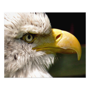 BALD EAGLES PHOTO PRINT